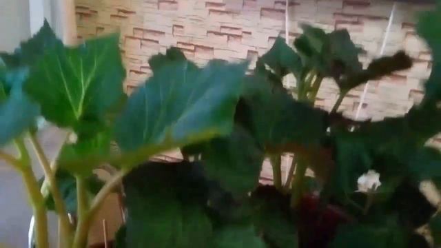 Клубневые бегонии смотреть онлайн