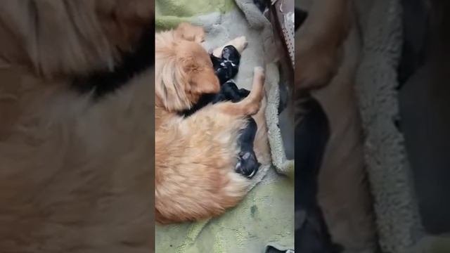 Собака ощенилась