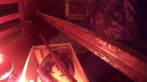 Делаем укол сидимина вьетнамским поросятам. №14