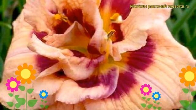 Лилейник гибридный Твой ангел. Краткий обзор, описание характеристик hemerocallis Your Angel смотреть онлайн