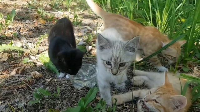 Кошка родила много котят в лесу. Болит душа за них.Мама кошка с котятами смотреть онлайн