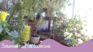 Зимний сад на балконе. Обзор цветов на балконе. Октябрь 2020.