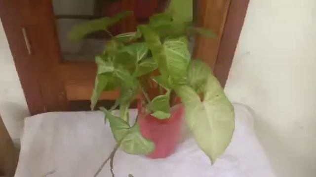 #Merry Christmas #Plant hunting part 2.hunt ചെയ്ത 15  ചെടികളുടെ potting വിശേഷങ്ങൾ.Englishdescriptio смотреть онлайн