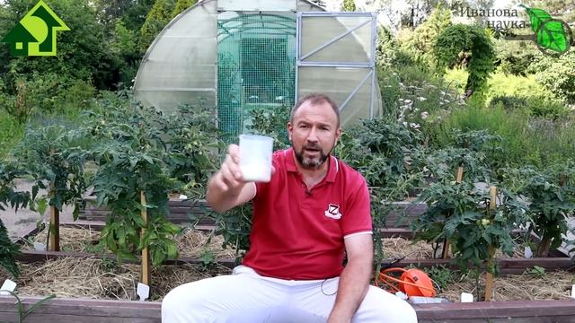 ПОДКОРМКА ТОМАТОВ НА СЛАДОСТЬ - ВЫСШИЙ КЛАСС! Простая и доступная с активатором и сильным эффектом!