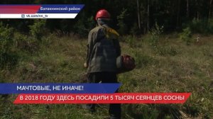 Восстанавливают хвойный лес в Нижегородской области