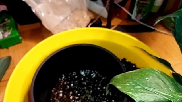 Спатифиллум DIAMOND. пересадка после покупки.