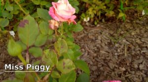 Розы в саду в сентябре, сезон 2023 - Прогулка по саду