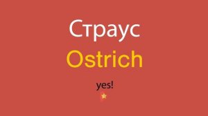 Страус по-английски