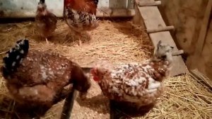 Русская хохлатая порода кур, отвечаю на вопрос подписчика!