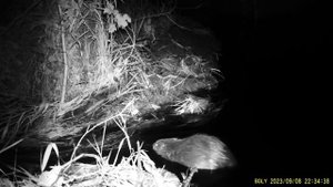 Фотоловушка Болигуард #19 Бобр починил плотину