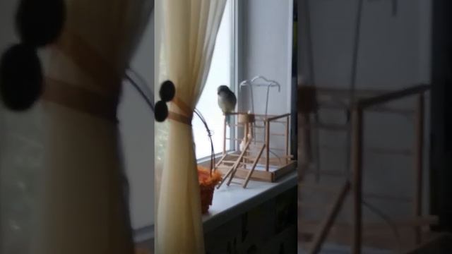 Попугай калита монах разговаривает #попугайразговаривает #parrottalks