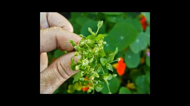 Трава мокрица смотреть онлайн