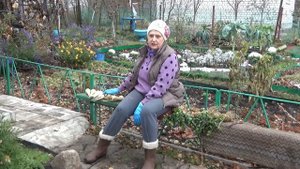 Осенняя уборка пастернака и корневого сельдерея