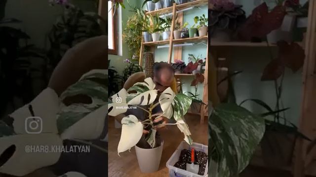 Пересадка монстеры на опору. #монстера