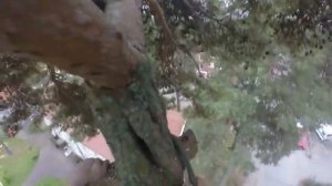 Как спиливают высокие деревья