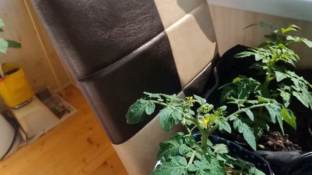 Мой огород на балконе
