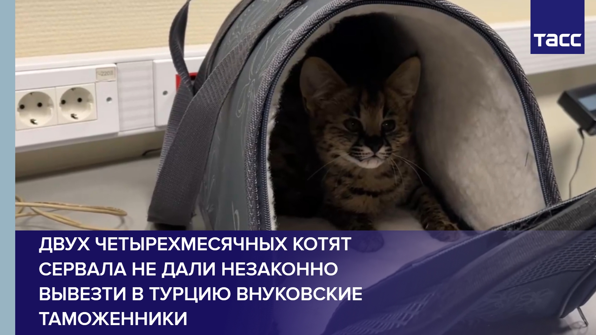 Двух четырехмесячных котят сервала не дали незаконно вывезти в Турцию внуковские таможенники #shorts