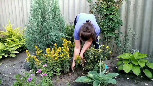 СОСНА НА ШТАМБЕ. Магония и спирея обрезка. Кактус на бутонах. Вечерняя съёмка. смотреть онлайн