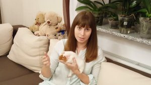 Почему Кусается Морская Свинка