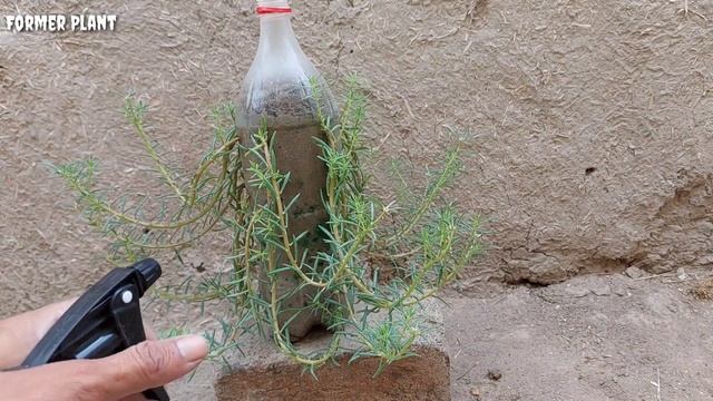 How to plant || flower in a plastic bottle from 1 day to 18 days смотреть онлайн