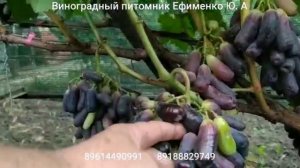 виноград кишмиш Свит сапфир (Аватар)