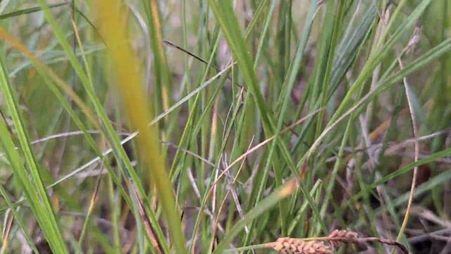 Ведро грибов. Набрал быстро и с удовольствием. смотреть онлайн