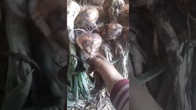 Видео о том, как правильно сушить лук после уборки с грядки смотреть онлайн