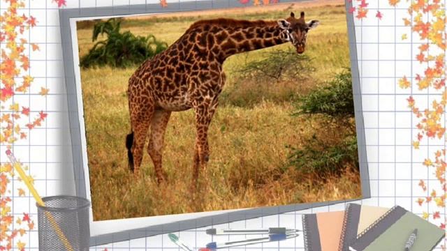 Словарный диктант на правописан� смотреть онлайн