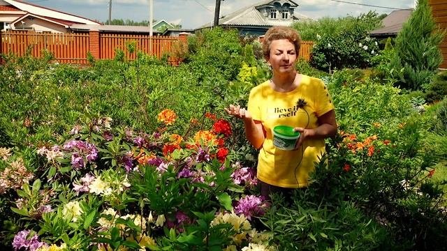 Чем подкармливать вересковые?