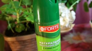 16.06.17; 25.06.Снова на листьях Клеродендрума г Томпсон..Купила аэрозоль.. Обработала. Понравилось