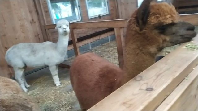 Ферма альпак в Польше смотреть онлайн