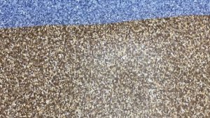 Расцветки линолеума "Pulsar"