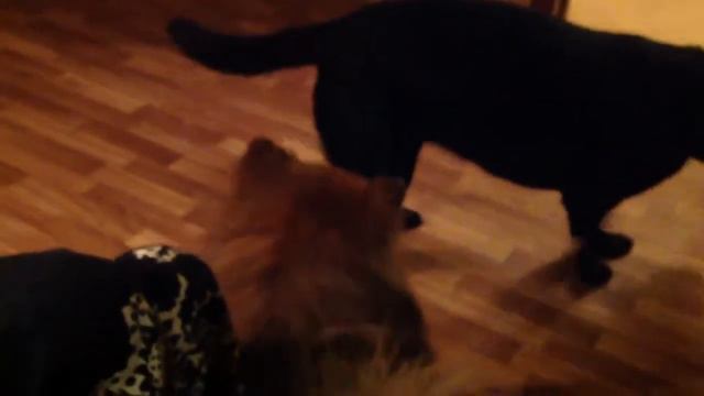 Лабрадор и шпиц смотреть онлайн