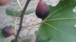 Инжир Муасон(Крымский черный). Куст в горшке 20л. 09.09.18г.    Продажа саженцев.