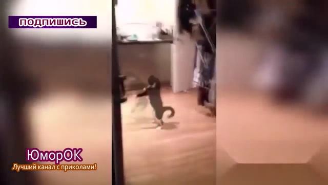 Странное поведения кота  | ЮморОК