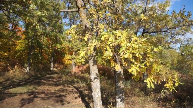 Лес в красках осени златой, 28 09 2021 Тольятти, Самарская область Автор ролика Меркулова Наталья смотреть онлайн