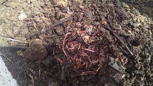 Купили червей "Искатель" для производства биогумуса