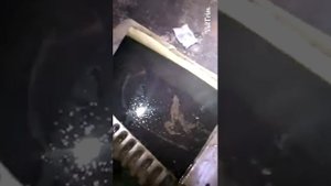 18+ Хонда домани!