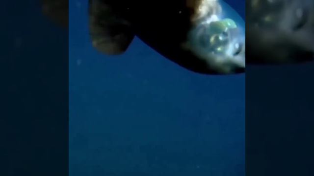 Макропинна смотреть онлайн