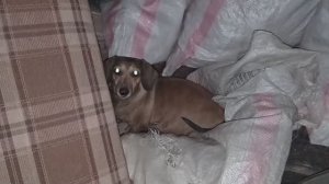 2022.11.04_01.06.52 Маня в курятнике кого-то ищет.