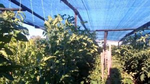 Выращивание томатов в открытом грунте