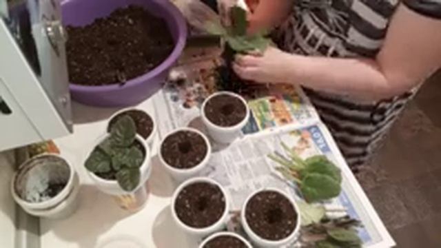 Комнатные Растения. Пересадка Фиалок. смотреть онлайн