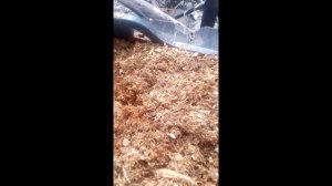 Зимняя прививка ВИШНИ, ЧЕРЕШНИ И ГРУШИ продолжение