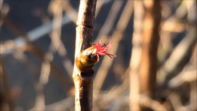 Common Hazel (Corylus avellana) - female flower - January 2018 смотреть онлайн