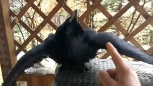Вот почему заводят черного ворона