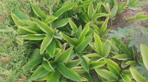 Shell Ginger plant (alpinia zerumbet)Not cardamom plants