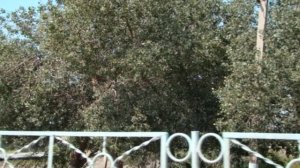 Ташауз , Дашогуз, Дашховуз, Dashoguz ,Туркменистан