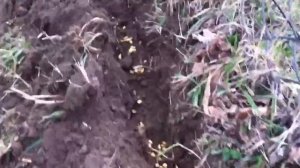 трифолиата выращивание и размножение / Trifoliate Fence