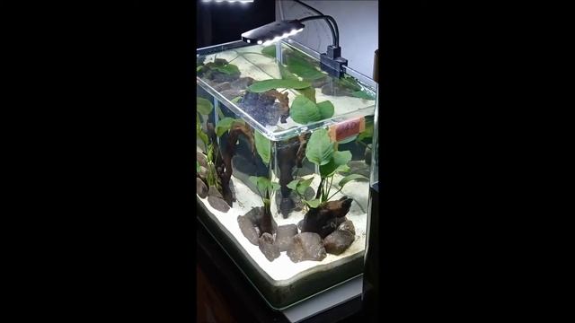 Planted Aquarium with driftwood and Anubis