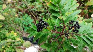 Бузина травянистая (Sambucus ebulus): описание, свойства, характеристики.